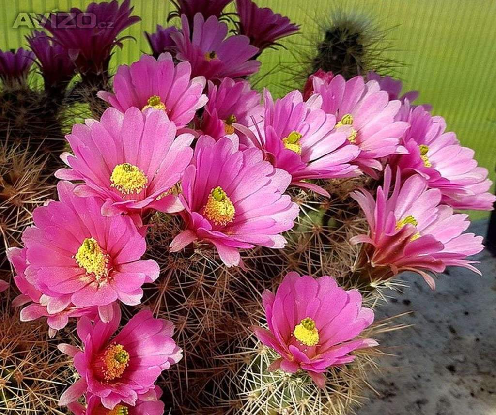 Kaktus Echinocereus roetteri - semena