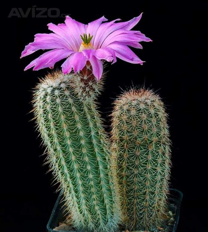 Kaktus Echinocereus sciurus v. floresii L 71 - semena