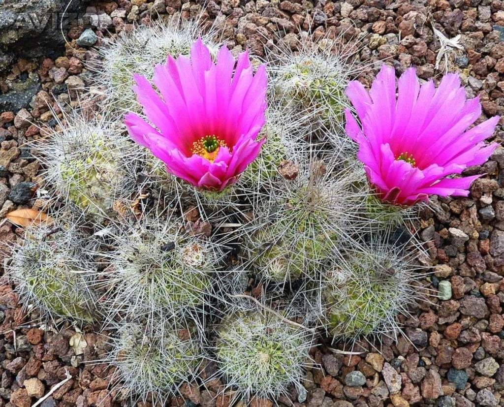 Kaktus Echinocereus stramineus San Martin - semena
