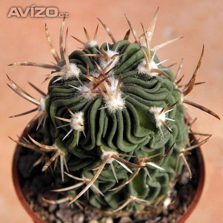 Kaktus Echinofossulocactus dicharoacanthus - semena