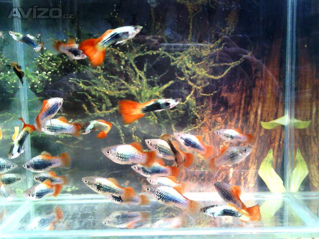 Foto inzerátu Prodám Ancistrusy, Platy, mikru a mech.