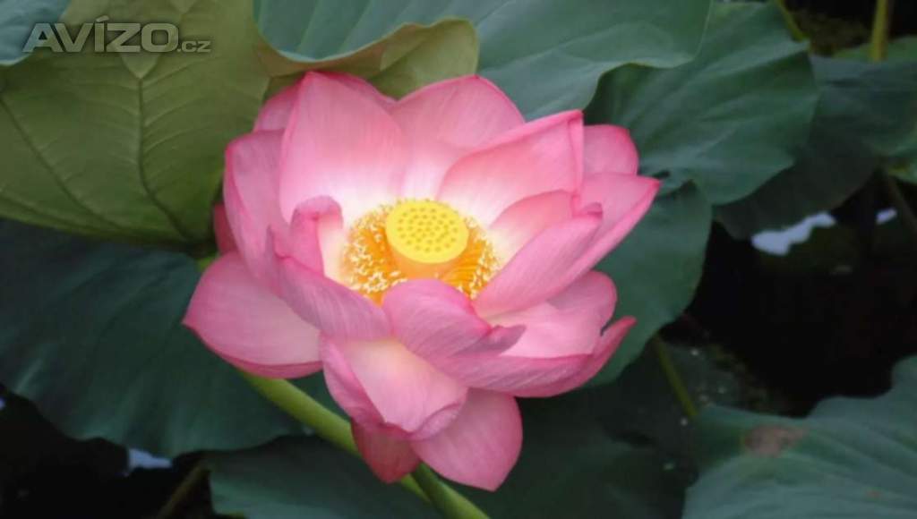 Nelumbo Nucifera - Lotos indický - semena