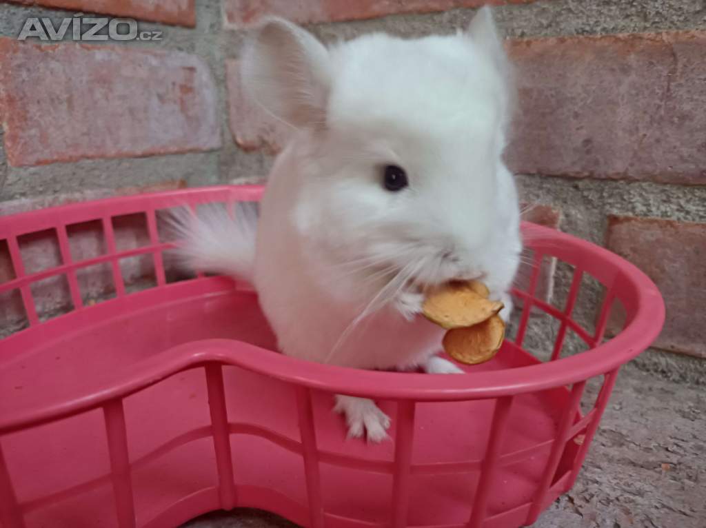 Nabízím činčilky na mazlíčka 