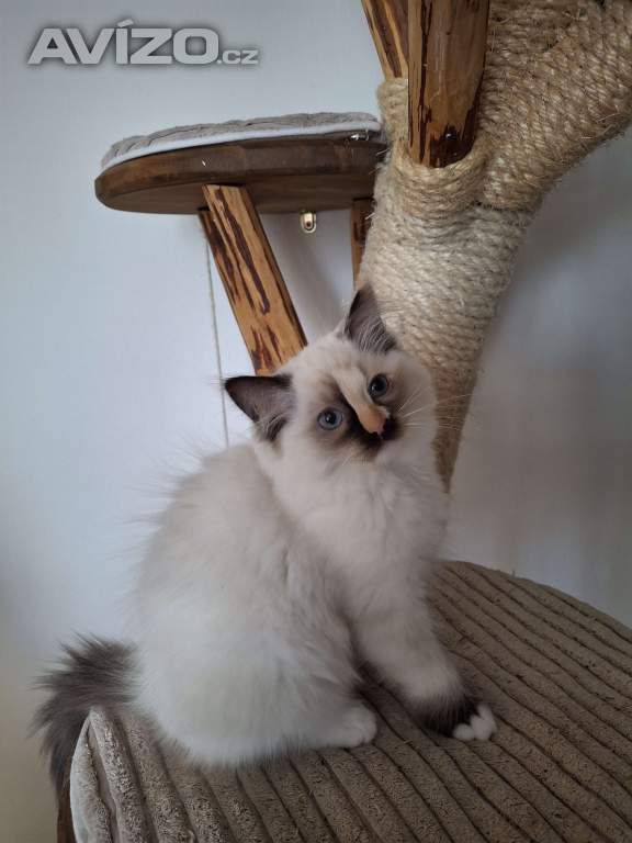 koťátko Ragdoll bez PP