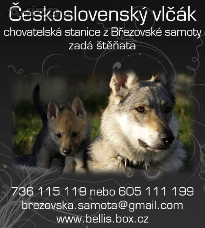Československý vlčák - štěňata s PP