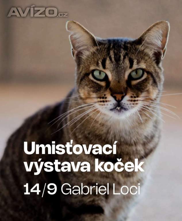 UMÍSŤOVACÍ VÝSTAVA KOČEK V KLÁŠTEŘE SV. GABRIELA