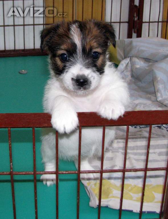 Roztomilá a hravá fenka Jack Russell teriéra s PP k rezervaci
