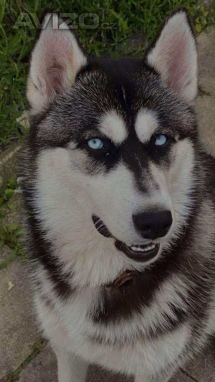 Sibiřský husky fenka 