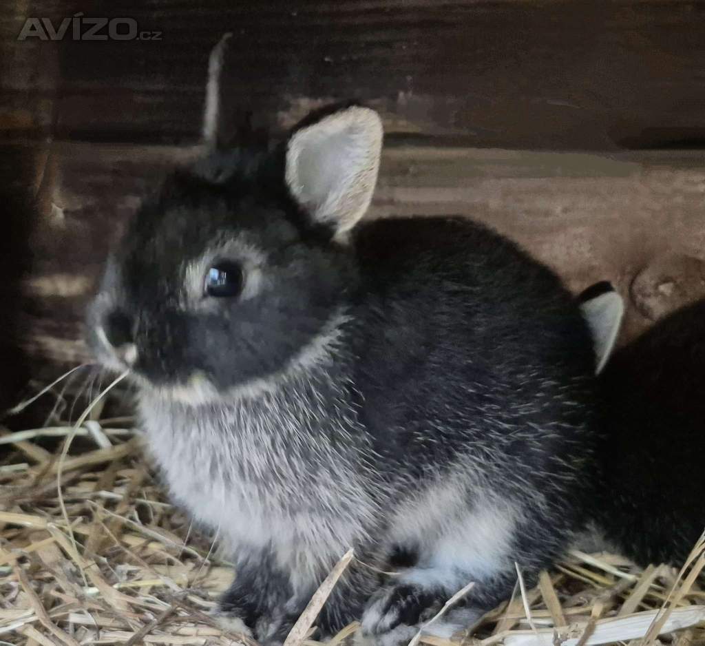 Bilopesikatý zakrslý králík 
