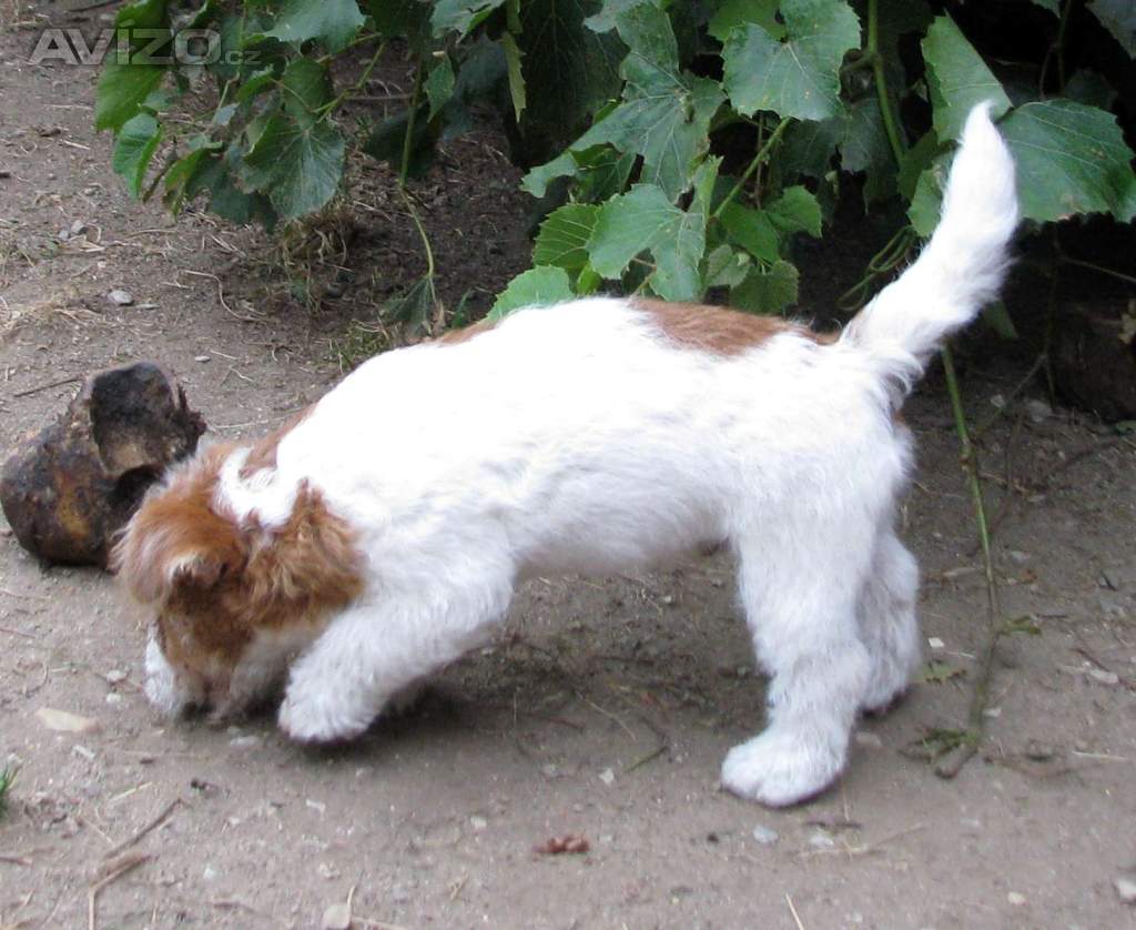 Jack Russell teriér – přitloustlí roztomilouši s PP k odběru