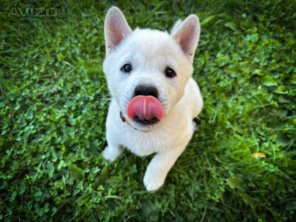 Kishu Inu s PP
