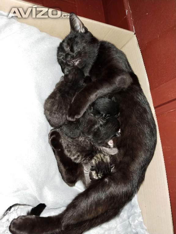 Kočka + kočičky 