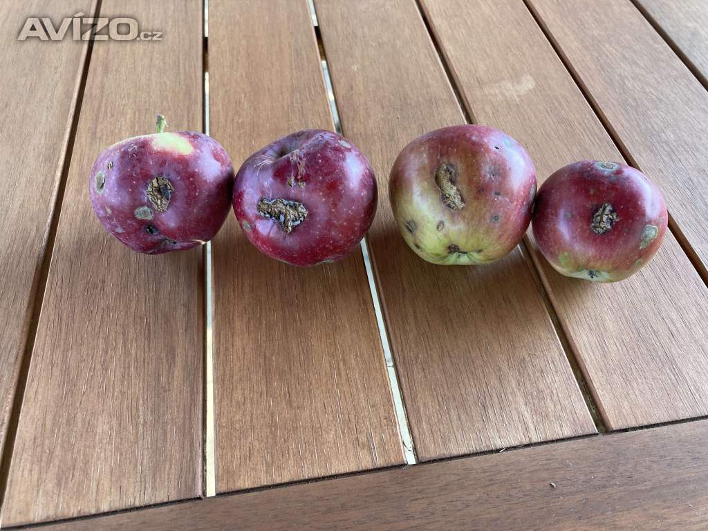 Trhaná jablka na mošt 4,-Kč/kg