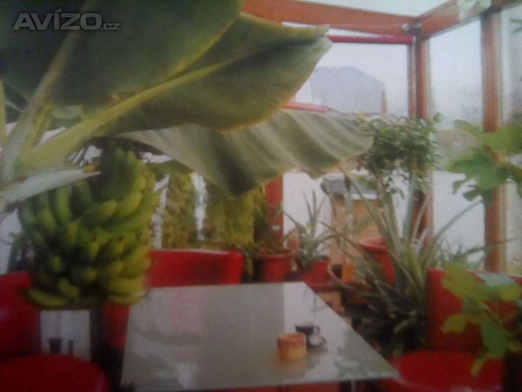 Foto inzerátu PRODÁM 3 KUSY BANÁNOVNÍKŮ!!!