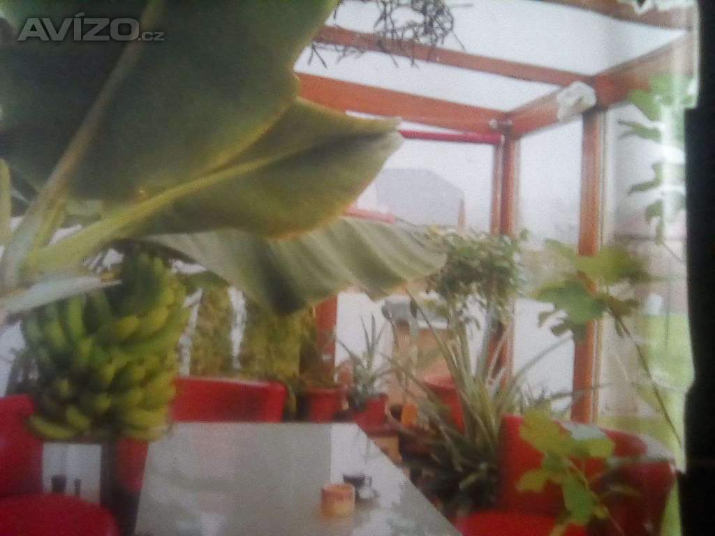 Foto inzerátu PRODÁM 3 KUSY BANÁNOVNÍKŮ!!!