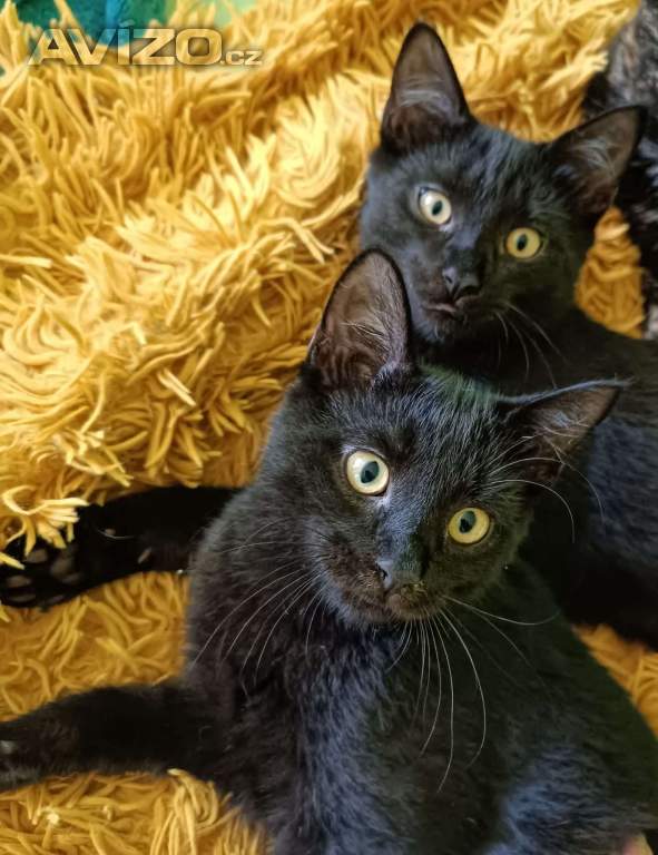 Foto inzerátu KASTOR a KREÓN - koťata, kocourci 