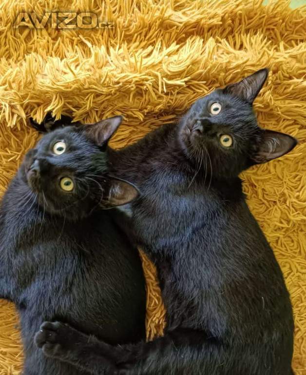 Foto inzerátu KASTOR a KREÓN - koťata, kocourci 