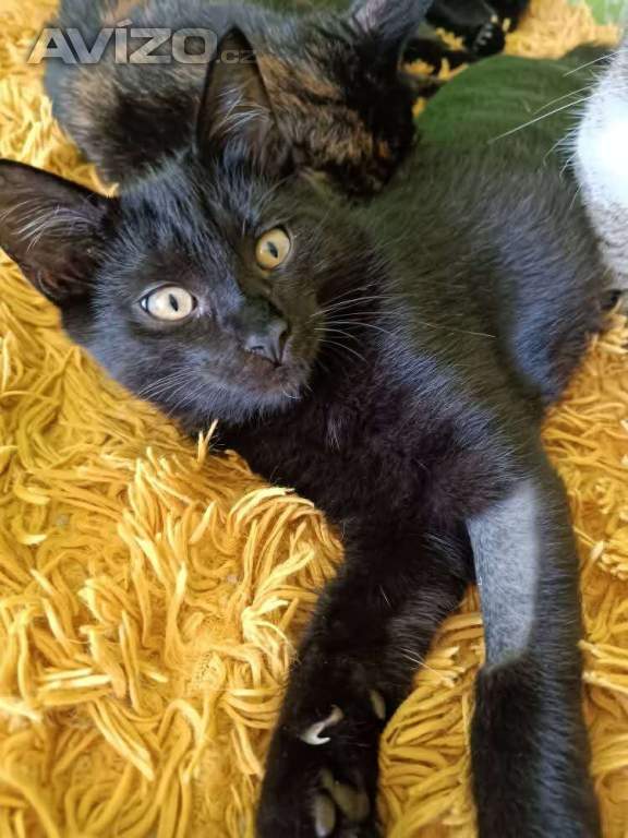 Foto inzerátu KASTOR a KREÓN - koťata, kocourci 