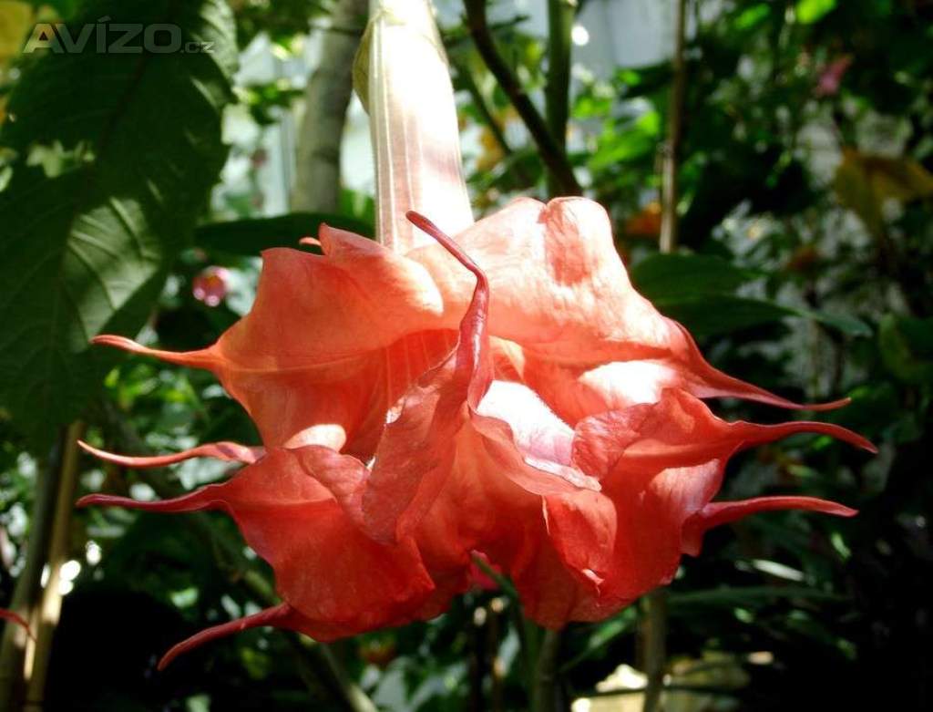 řízek Brugmansia Angels Exotic