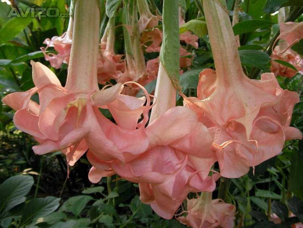 řízek Brugmansia Daydream