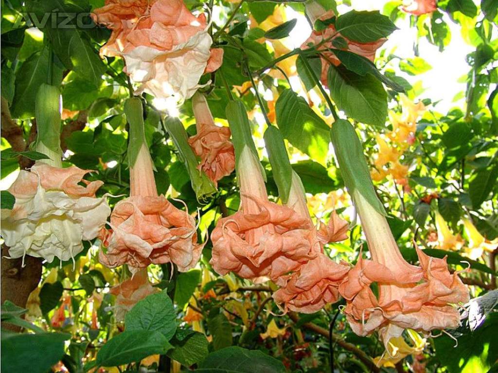Řízek Brugmansia Angels Flight