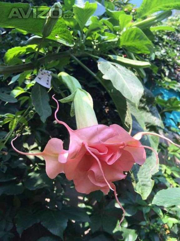 Řízek Brugmansia Angels Lady