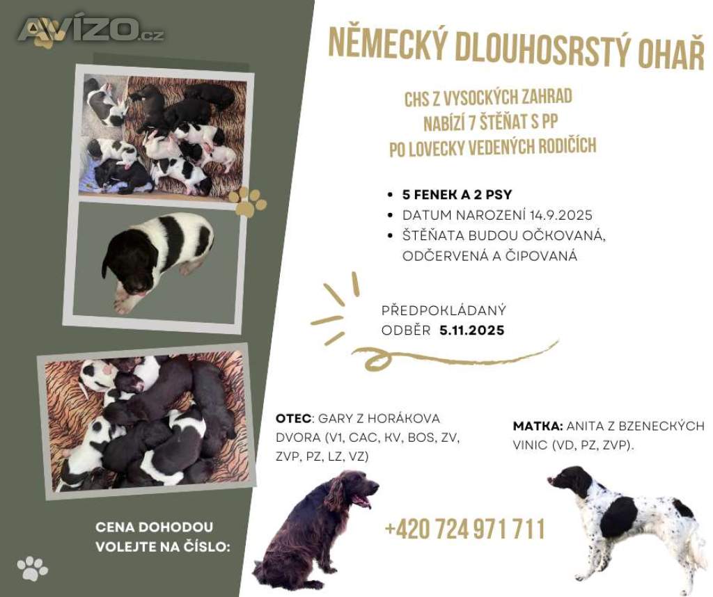 Německý dlouhosrstý ohař
