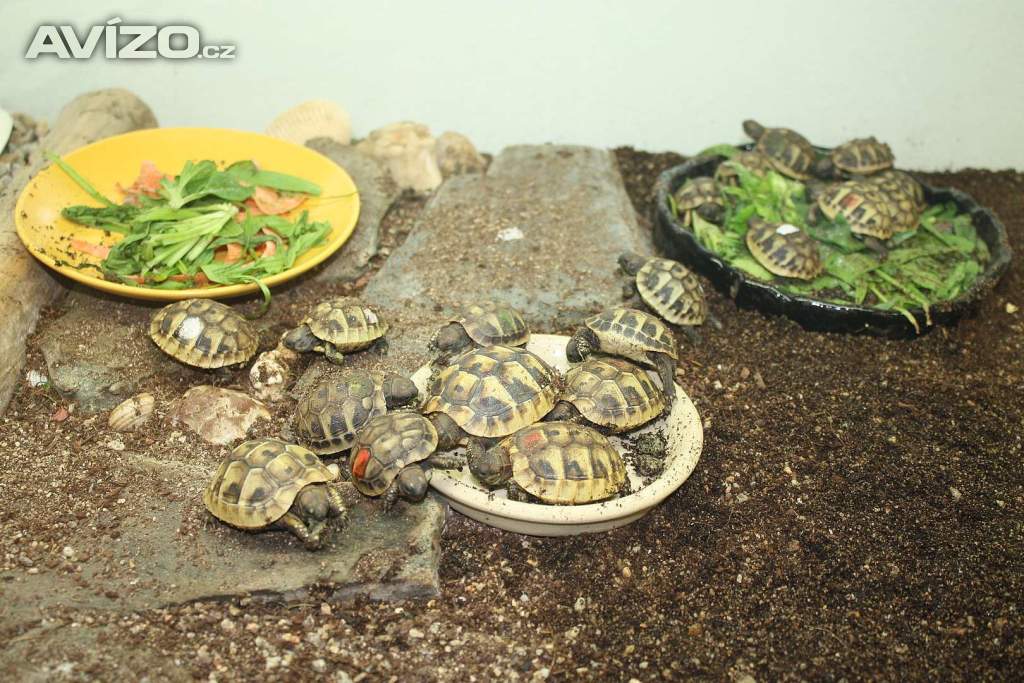 suchozemská Želva zelenavá (Testudo hermanni) - mláďata