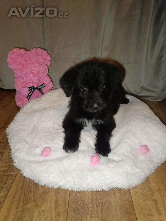 Štěňátka labradorského retrívra 