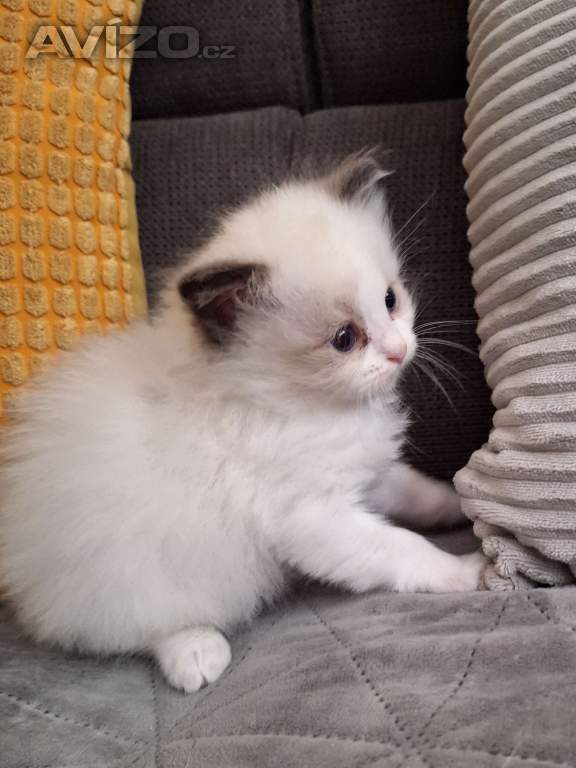 Koťátko Ragdoll s PP