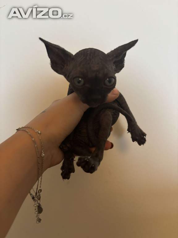 Prodám Sphynx koťata 