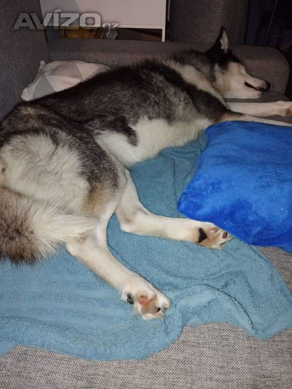 Sibiřský husky 
