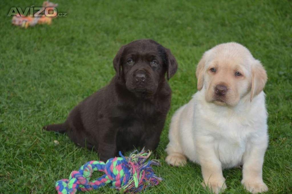 Labrador 
