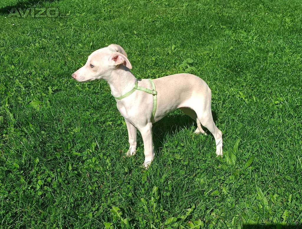 Whippet /Vipet/ - pejsek bez pp