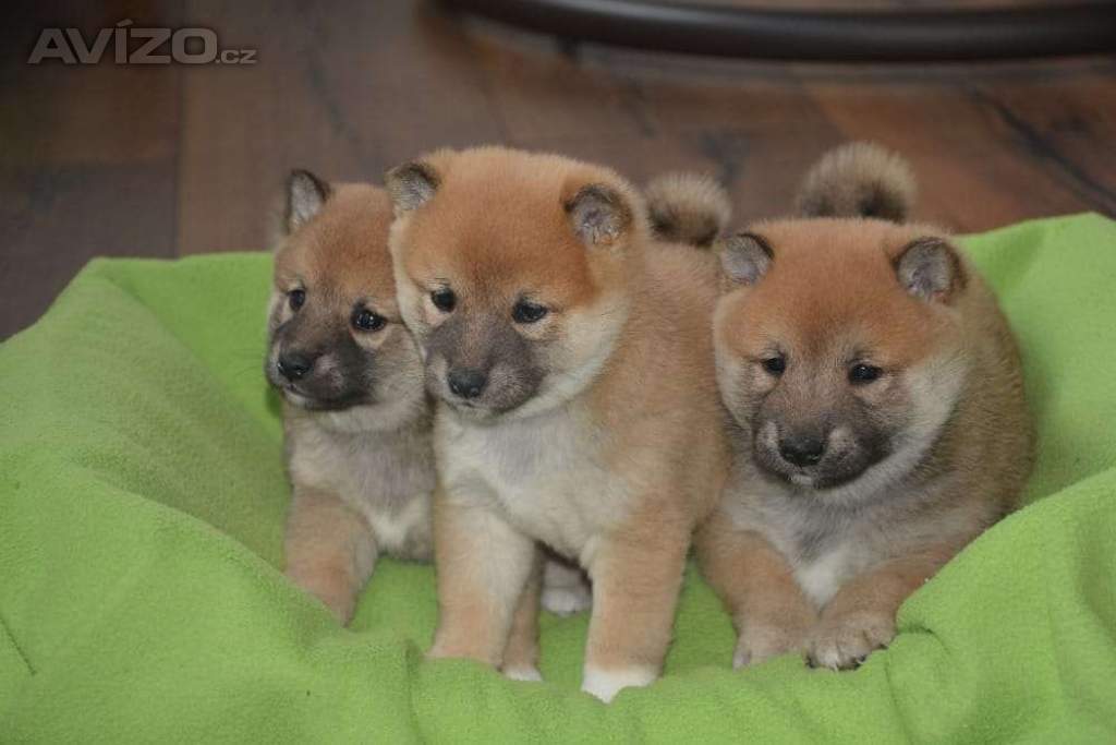 Shiba inu s průkazem původu 