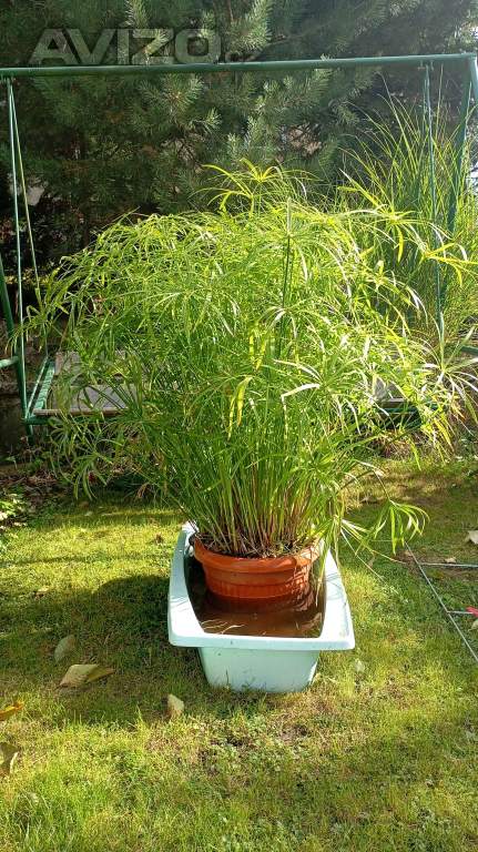 Šáchor / cyperus