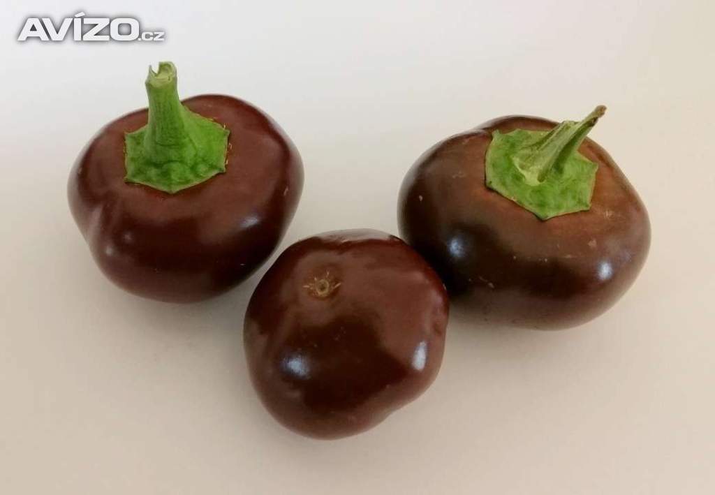 Chilli Cherry Chocolate - semena