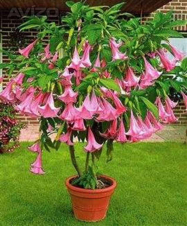 řízek Brugmansia Suaveolens
