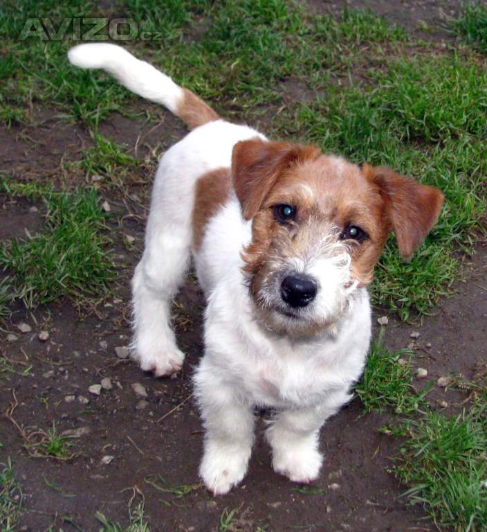 Jack Russell teriér – 4,5měsíční pejsek s PP k odběru