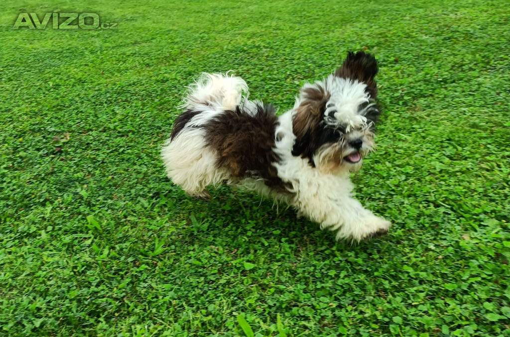 Shih-tzu - prodám pejska bez pp