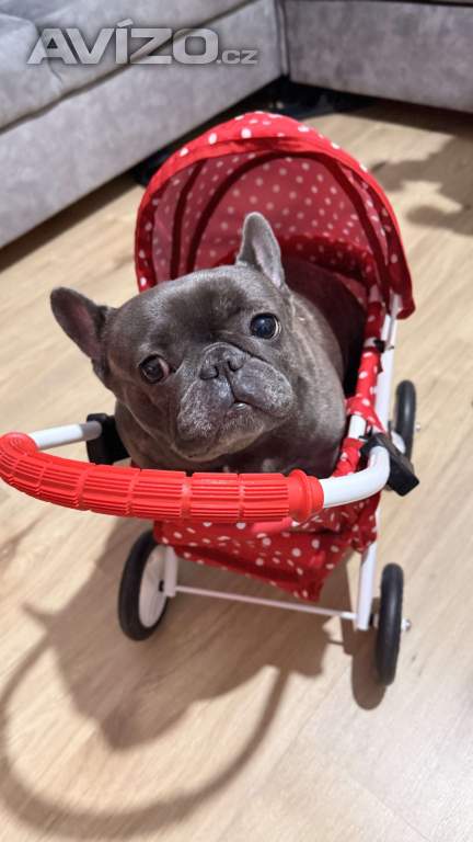 🐶 Hledáme milující domov pro fenku Minnie �