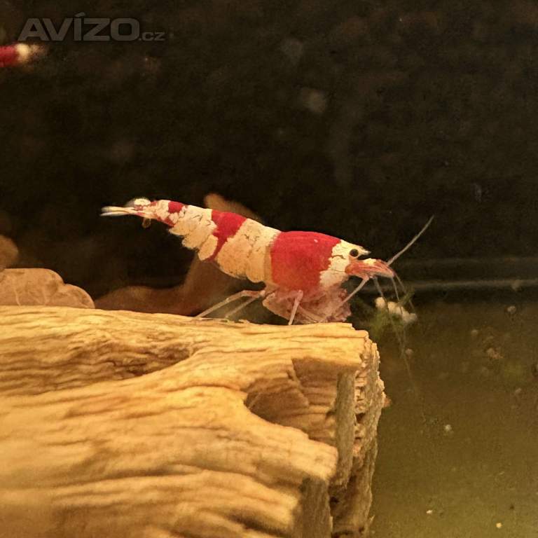 Krevetky Caridina Crystal Red & Black