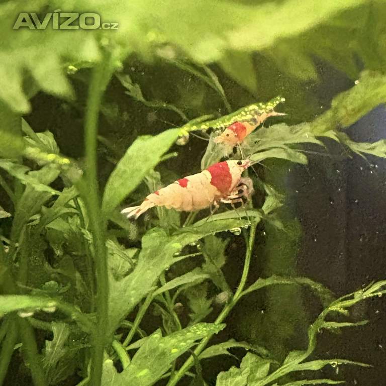 Foto inzerátu Krevetky Caridina