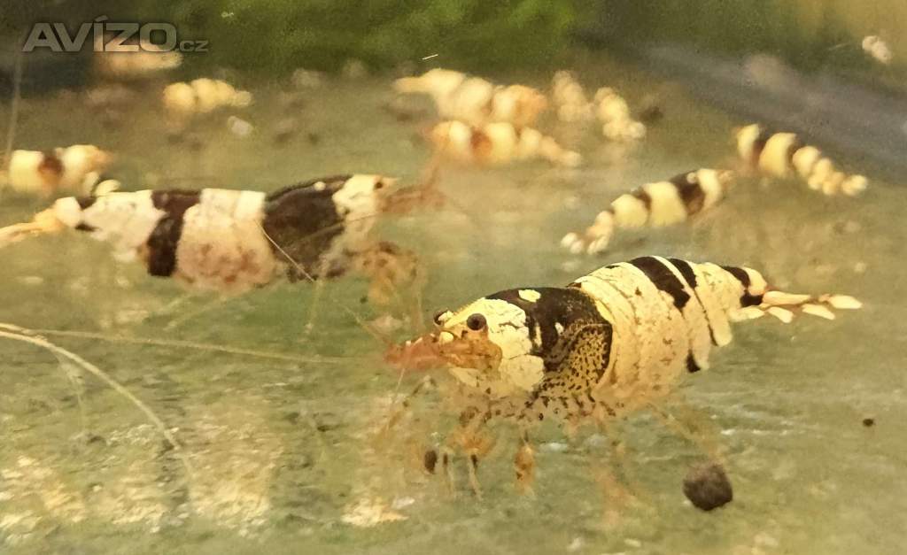 Foto inzerátu Krevetky Caridina