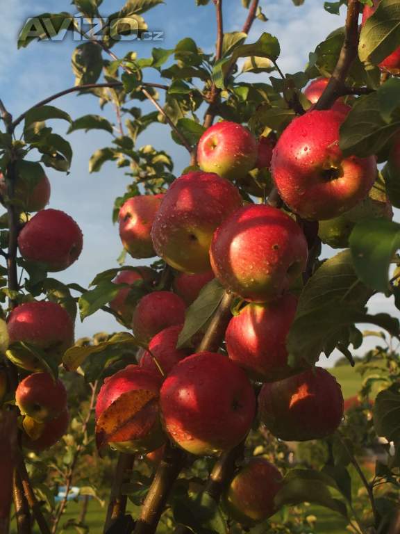 Prodám JABLKA  ze zahrady na vesnici obíraná říjen 2025, už jen zelená