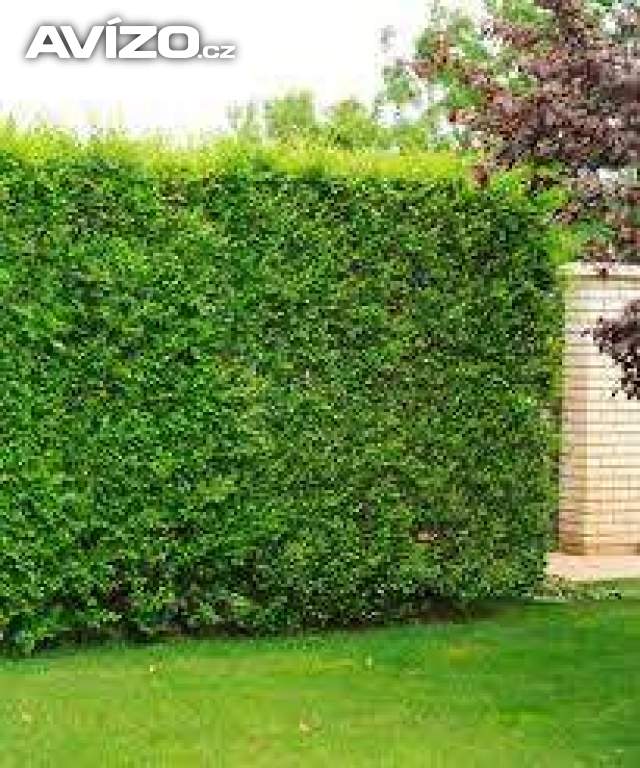Foto inzerátu AKCE: Kouzelný (zázračný) živý plot - Jilm sibiřský - bezkonkurenční cena!