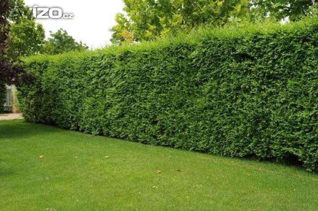 Foto inzerátu AKCE: Kouzelný (zázračný) živý plot - Jilm sibiřský - bezkonkurenční cena!