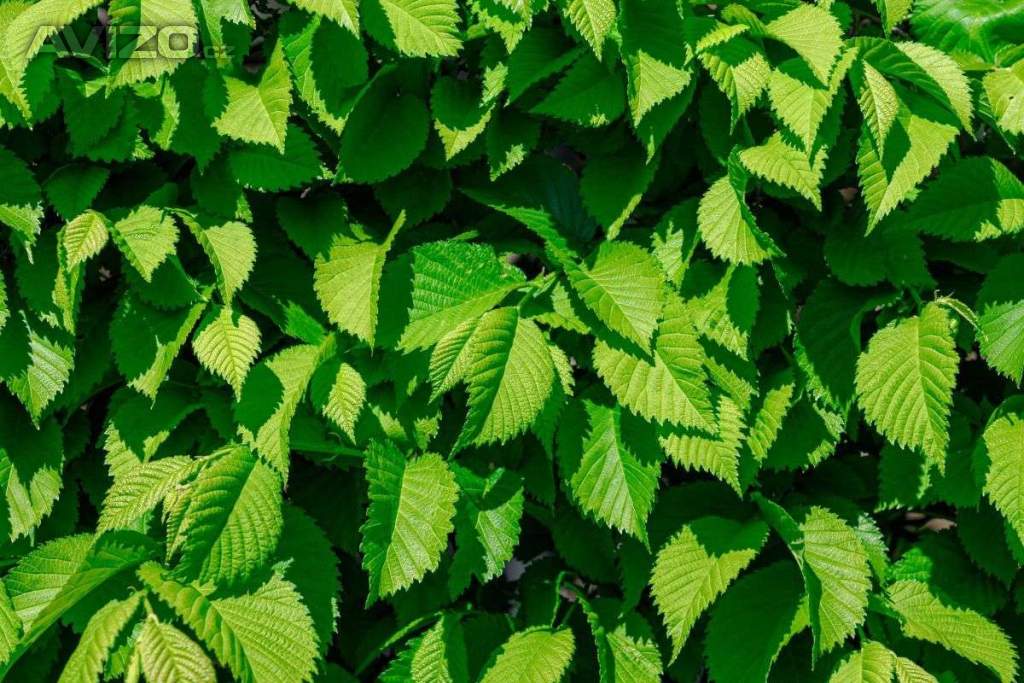 Foto inzerátu AKCE: Kouzelný (zázračný) živý plot - Jilm sibiřský - bezkonkurenční cena!