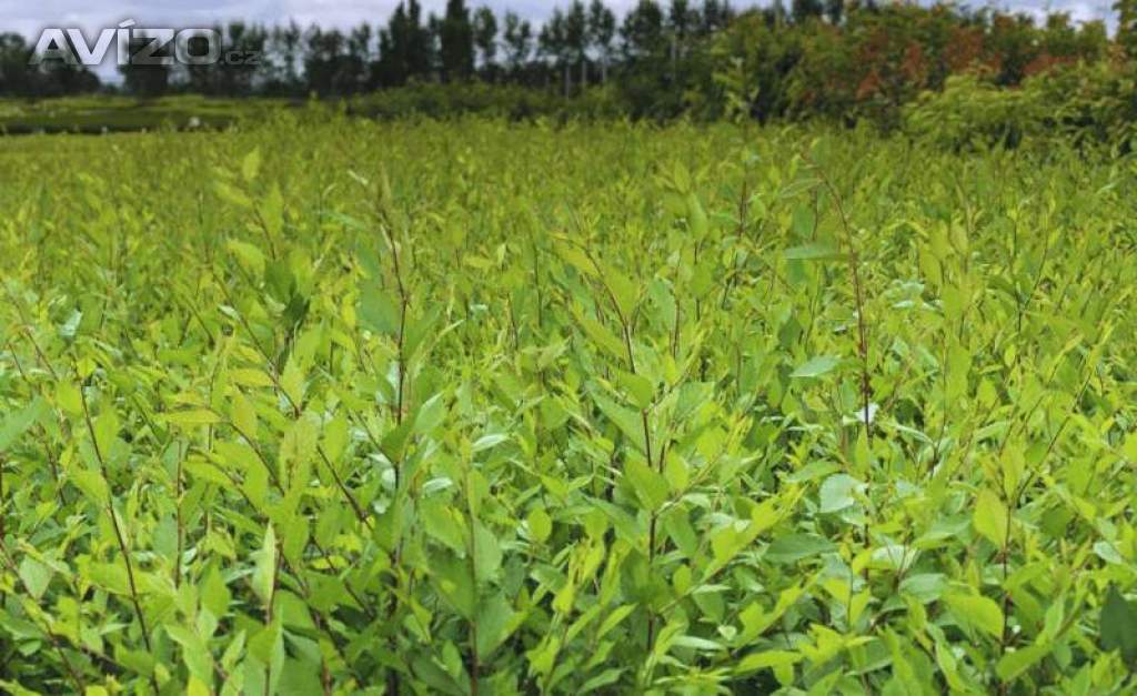 Foto inzerátu AKCE: Kouzelný (zázračný) živý plot - Jilm sibiřský - bezkonkurenční cena!
