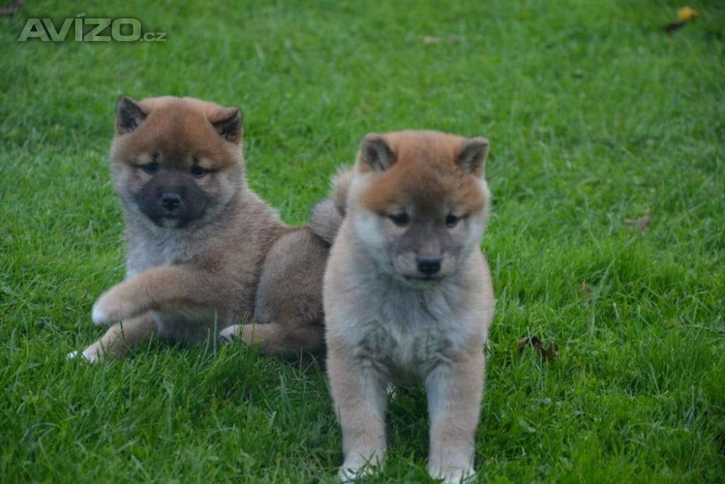 Shiba inu s průkazem původu 